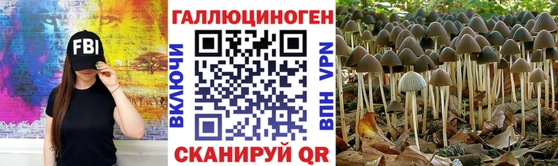 купить наркоту  Вязники  ссылка на мегу сайт  Псилоцибиновые грибы GOLDEN TEACHER 